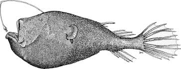 Image result for Liopsetta glacialis