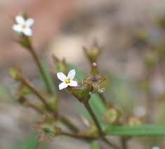 Attēlu rezultāti vaicājumam “Rubiaceae”