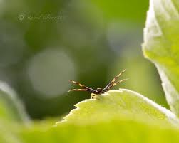 Attēlu rezultāti vaicājumam “Araneus quadratus male”
