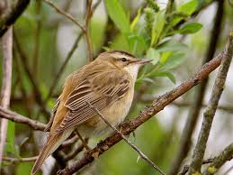 Attēlu rezultāti vaicājumam “Acrocephalus schoenobaenus adult”