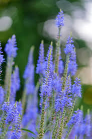 Attēlu rezultāti vaicājumam “Veronica longifolia flower”