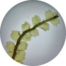 Attēlu rezultāti vaicājumam “Harpanthus flotovianus”