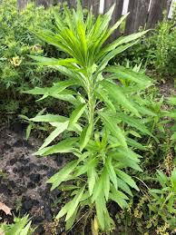Attēlu rezultāti vaicājumam “Erigeron canadensis”