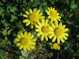 Attēlu rezultāti vaicājumam “Senecio vernalis leaf”