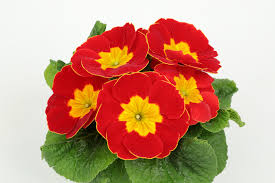 Attēlu rezultāti vaicājumam “Primula x margotae”