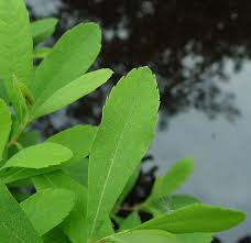 Attēlu rezultāti vaicājumam “Myrica gale”