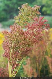 Attēlu rezultāti vaicājumam “Zygaena filipendulae exuvia”