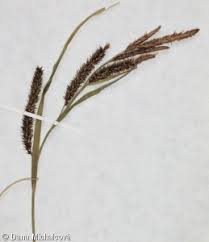 Attēlu rezultāti vaicājumam “Carex riparia”