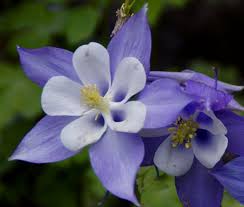 Image result for Aquilegia caerulea