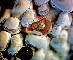 Attēlu rezultāti vaicājumam “Diderma ochraceum young”