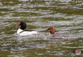 Attēlu rezultāti vaicājumam “Mergus merganser female”