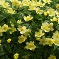 Attēlu rezultāti vaicājumam “Anemone x lipsiensis leaf”