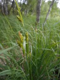 Attēlu rezultāti vaicājumam “Carex pallescens”