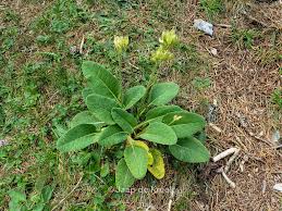 Attēlu rezultāti vaicājumam “Primula veris leaf”