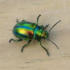 Attēlu rezultāti vaicājumam “Chrysolina fastuosa”