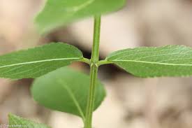 Attēlu rezultāti vaicājumam “Mercurialis perennis leaf”