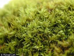 Attēlu rezultāti vaicājumam “Didymodon rigidulus”