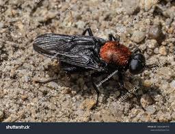 Attēlu rezultāti vaicājumam “Clitellaria ephippium”