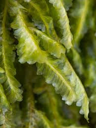 Attēlu rezultāti vaicājumam “Homalia trichomanoides”