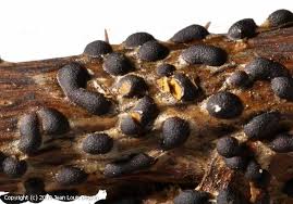 Attēlu rezultāti vaicājumam “Trichia alpina spores”