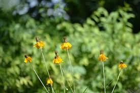 Image result for Ratibida columnifera