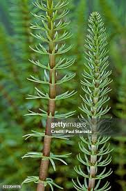 Attēlu rezultāti vaicājumam “Hippuris vulgaris leaf”