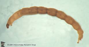 Attēlu rezultāti vaicājumam “Chironomidae”