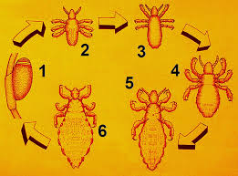 Attēlu rezultāti vaicājumam “Pediculus humanus capitis”