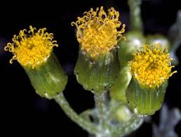 Attēlu rezultāti vaicājumam “Senecio vulgaris flower”