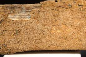 Attēlu rezultāti vaicājumam “Asterodon ferruginosus”