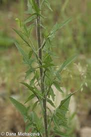 Attēlu rezultāti vaicājumam “Sisymbrium loeselii leaf”
