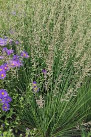 Attēlu rezultāti vaicājumam “Molinia caerulea”