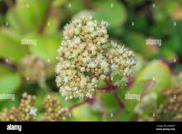 Attēlu rezultāti vaicājumam “Hylotelephium maximum flower”