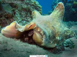 Image result for Aliger gigas