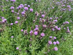 Attēlu rezultāti vaicājumam “Cirsium arvense”