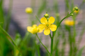 Attēlu rezultāti vaicājumam “Ranunculus flammula leaf”