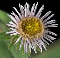 Attēlu rezultāti vaicājumam “Erigeron acris flower”
