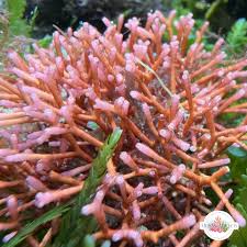 Attēlu rezultāti vaicājumam “Fuligo gyrosa macro”