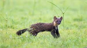 Attēlu rezultāti vaicājumam “Martes foina”