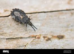 Attēlu rezultāti vaicājumam “Aradus betulae”