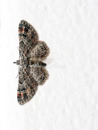 Attēlu rezultāti vaicājumam “Gymnoscelis rufifasciata”