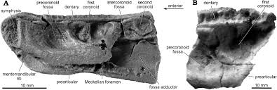 Attēlu rezultāti vaicājumam “Laccognathus panderi”