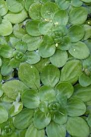 Attēlu rezultāti vaicājumam “Callitriche cophocarpa leaf”