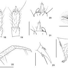 Attēlu rezultāti vaicājumam “Bolitophagus reticulatus imago”