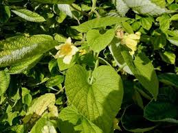 Attēlu rezultāti vaicājumam “Thladiantha dubia”