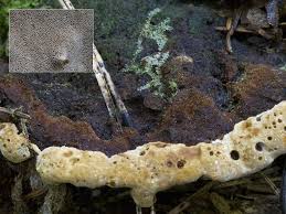 Attēlu rezultāti vaicājumam “Phellinus nigrolimitatus”