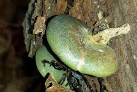 Attēlu rezultāti vaicājumam “Panellus serotinus”