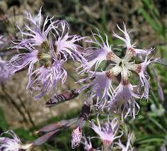 Image result for Dianthus superbus