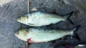 Image result for Alosa mediocris