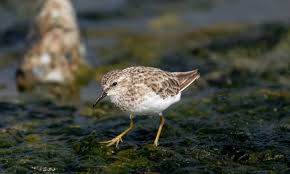 Image result for Calidris minutilla